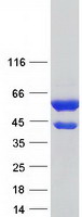 Coomassie blue staining of purified CAP1 protein