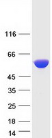 protq01581 hmgcs1 human recombinant protein