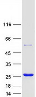Coomassie blue staining of purified DR1 protein