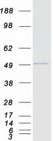 protq01664 tfap4 human recombinant protein