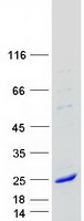 protq02045 myosin myl5 human recombinant protein