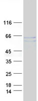 protq02078 mef2a human recombinant protein