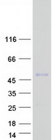Coomassie blue staining of purified MEF2B protein