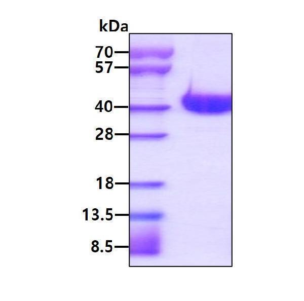 3ug by SDS-PAGE under reducing condition and visualized by coomassie blue stain