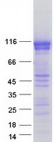 protq02487 desmocollin 2 dsc2 human recombinant protein