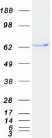 protq02641 cacnb1 human recombinant protein