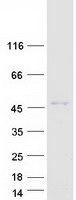 Coomassie blue staining of purified RASSF7 protein