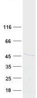 protq03014 hex hhex human recombinant protein