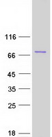 Coomassie blue staining of purified MLLT1 protein