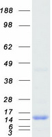Coomassie blue staining of purified PTS protein
