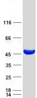 Coomassie blue staining of purified MVK protein