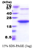 3ug by SDS-PAGE under reducing condition and visualized by coomassie blue stain