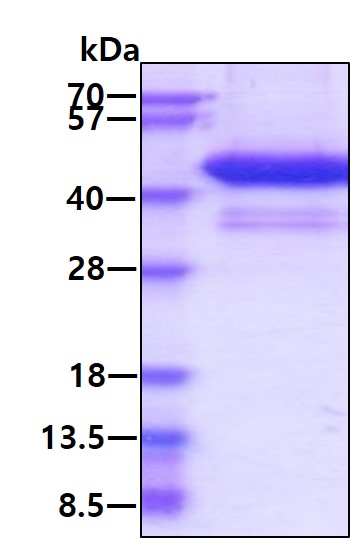 3ug by SDS-PAGE under reducing condition and visualized by coomassie blue stain