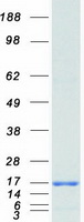 protq04837 ssbp1 human recombinant protein