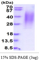 3ug by SDS-PAGE under reducing condition and visualized by coomassie blue stain