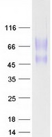 protq04900 cd164 human recombinant protein