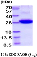 3ug by SDS-PAGE under reducing condition and visualized by coomassie blue stain