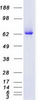 protq05655 pkc delta prkcd human recombinant protein
