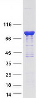 protq05682 caldesmon cald1 human recombinant protein