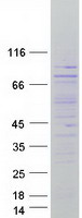 protq05d32 ctdspl2 human recombinant protein