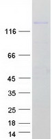 protq05dh4 fam160a1 human recombinant protein
