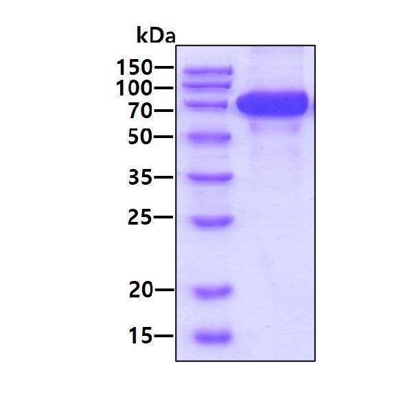 3ug by SDS-PAGE under reducing condition and visualized by coomassie blue stain