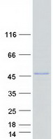 protq06416 pou5f1b human recombinant protein