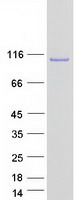 Coomassie blue staining of purified APLP2 protein