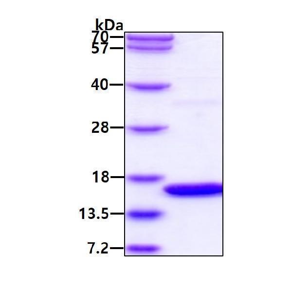 protq06599 1 sds page