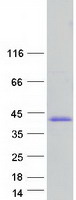 protq06710 pax8 human recombinant protein
