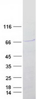 protq06945 sox4 human recombinant protein