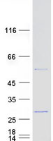 protq07020 rpl18 human recombinant protein