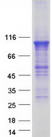 protq07343 pde4 pde4b human recombinant protein