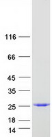 Coomassie blue staining of purified TLE5 protein