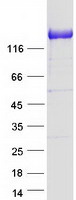 Coomassie blue staining of purified PCDH1 protein