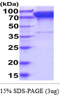 3ug by SDS-PAGE under reducing condition and visualized by coomassie blue stain