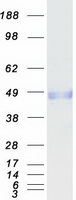 Coomassie blue staining of purified MFGE8 protein