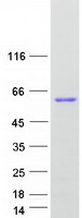 Coomassie blue staining of purified DMTN protein