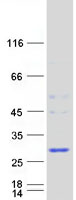 protq08623 hdhd1a pudp human recombinant protein