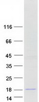 Coomassie blue staining of purified SPAG11B protein