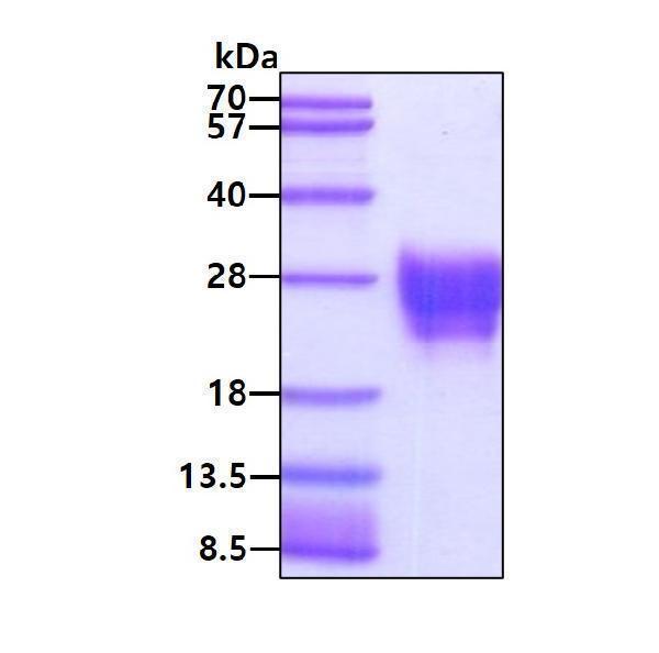 3ug by SDS-PAGE under reducing condition and visualized by coomassie blue stain