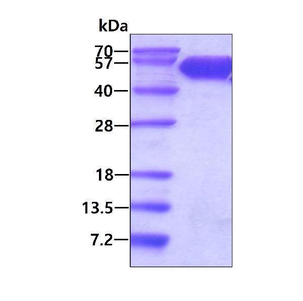 3ug by SDS-PAGE under reducing condition and visualized by coomassie blue stain