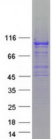 protq08af3 slfn5 human recombinant protein