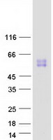 Coomassie blue staining of purified SIGLEC14 protein