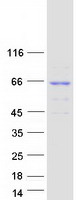 Coomassie blue staining of purified KLHL30 protein