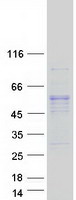 protq0vaa2 c14orf166b lrrc74a human recombinant protein