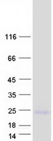 Coomassie blue staining of purified SMAGP protein
