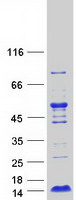 protq0vgl1 c7orf59 lamtor4 human recombinant protein