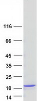 protq0z7s8 fabp9 human recombinant protein