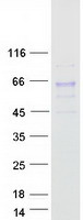 Coomassie blue staining of purified GALNT2 protein